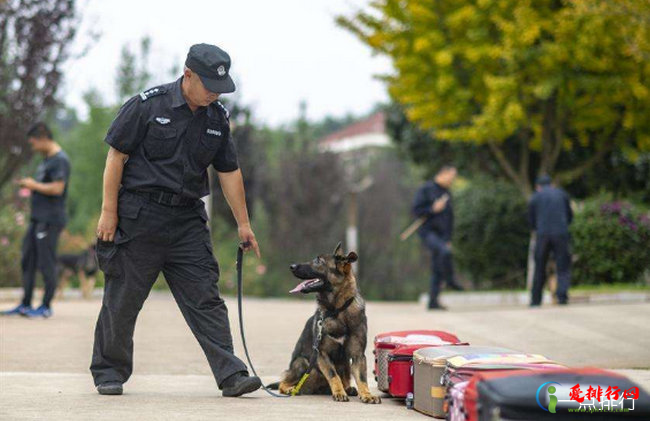 国内首只警用克隆犬入警 供体犬乃“一级功勋犬”