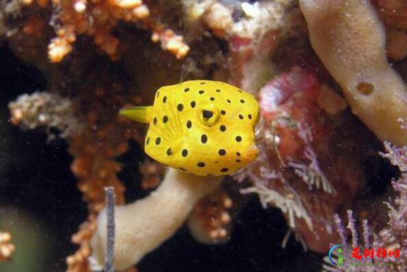 海洋有什么可爱的生物,世界上十大最可爱的海洋生物