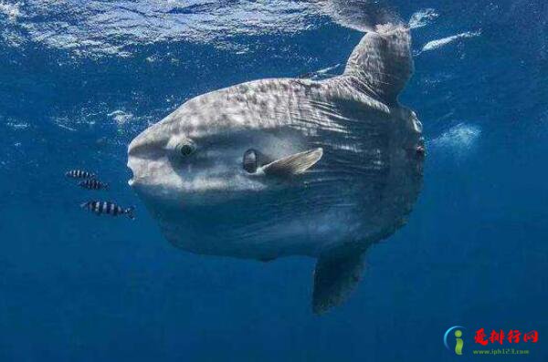 十大巨型海洋生物,世界上最大的海洋生物排名