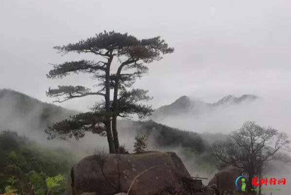 热带雨林中的十大奇观,热带雨林十大自然现象