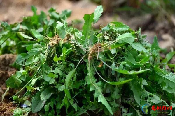 中国最常见的十大野菜品种,野菜品种有哪些