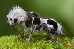 <b>十大酷似外星生物的神奇动物 长相最像外星生物的奇葩动物</b>