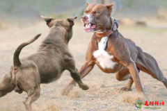 世界十大禁养犬有哪些 十大禁养猛犬排行榜