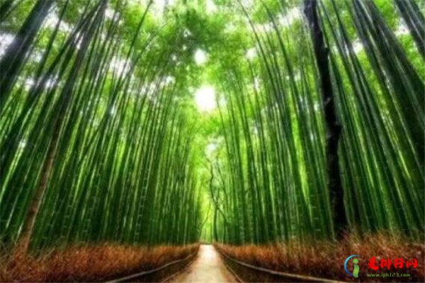 漂亮的森林图片 世界十大最美丽的森林排名