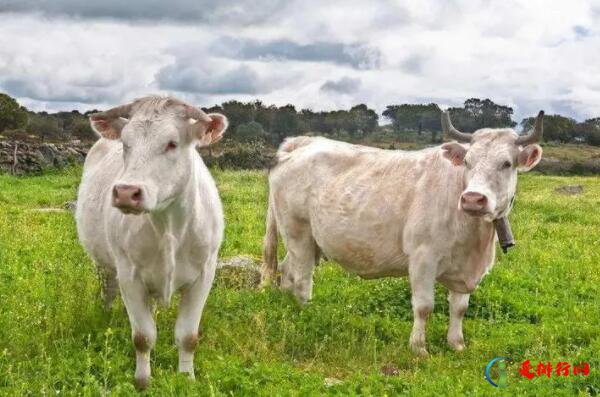 世界著名牛肉品种有哪些 盘点世界十大肉牛品种排名