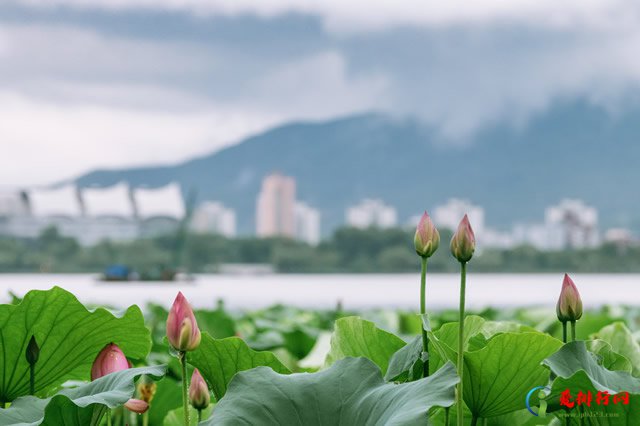 江苏十大适合端午旅游的地方 江苏端午节去哪玩好