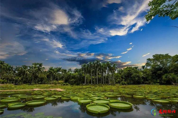 中国十大著名植物园 盘点国内著名植物园