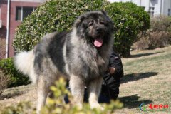 世界10大凶猛的护卫犬，高加索犬位列