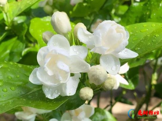 冬天茉莉花怎么管理才能开花？刚买的茉莉花要