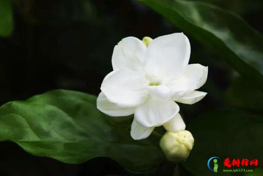 冬天茉莉花怎么管理才能开花？刚买的茉莉花要