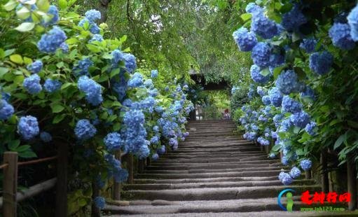 绣球花为什么又叫死人花 绣球花忌讳放在家吗