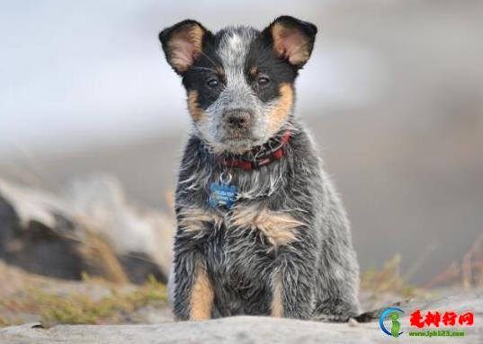 十大智商最高的狗排名，边境牧羊犬非常忠诚、贵宾犬气质独特