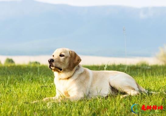 买什么骨头给狗狗吃好？狗吃的骨头需要怎么处理？