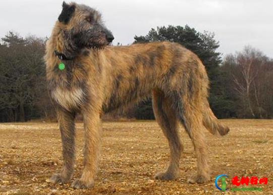 世界十大体型最大的狗，圣伯纳犬性格温顺、坎高犬身材高大性格凶猛