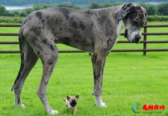 世界十大体型最大的狗，圣伯纳犬性格温顺、坎高犬身材高大性格凶猛