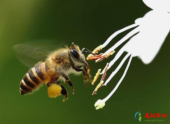 正宗的蜂蜜是什么颜色的？野生马蜂窝治风湿怎样用？