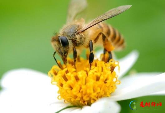 正宗的蜂蜜是什么颜色的？野生马蜂窝治风湿怎样用？