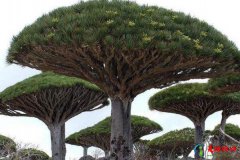 世界上十大最奇怪的树,全球奇怪的树排行榜
