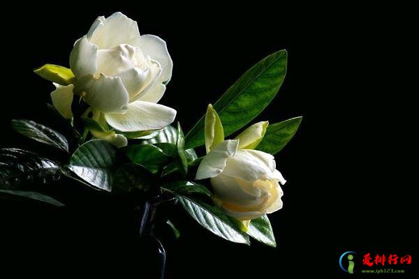 世界上最浪漫的花语有哪些 花语最浪漫的十种花