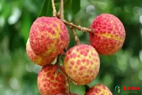 高档水果排行榜 世界十大奢侈水果排名