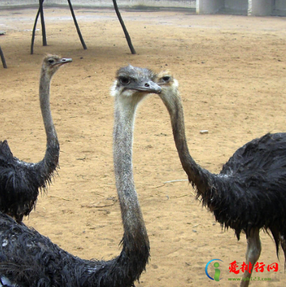 郑州动物园名单大全 郑州动物园景点排行榜